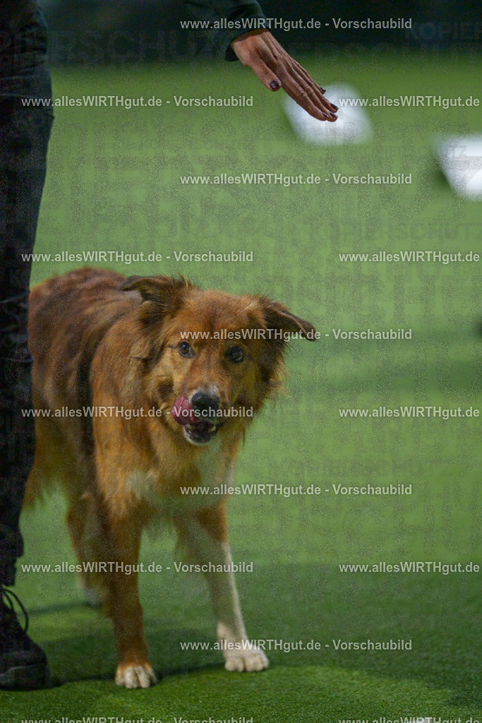 7R507734 | Professionelle Tierfotografie in Mönchengladbach von Daniel Wirth (allesWIRTHgut). Liebevolle & natürliche Bilder von Hunden & Katzen für unvergessliche Erinnerungen.