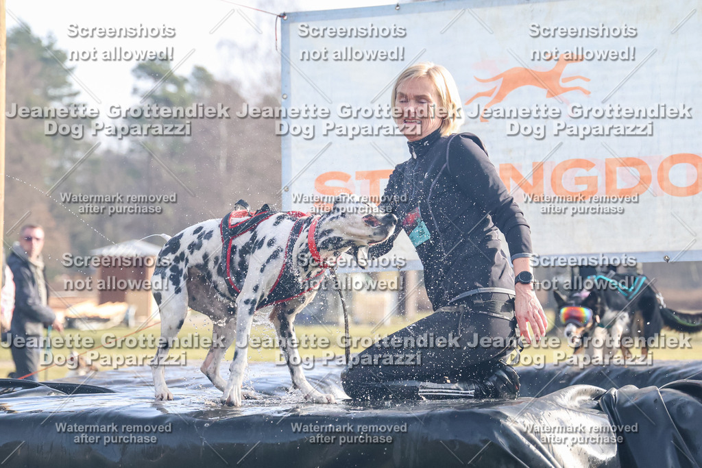 Dog Paparazzi - Strongdog North Mrz26-163 | Dog Paparazzi Jeanette Grottendiek Fotografie & Videografie - Realisiert mit Pictrs.com