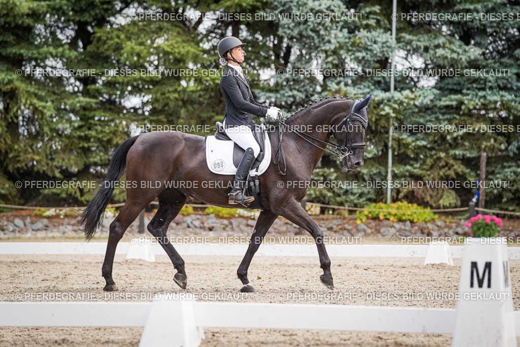 DSC03557 | Pferdegrafie