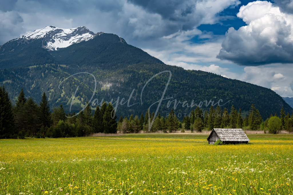 Moos | Frühling im Moos in der Tiroler Zugspitz Arena