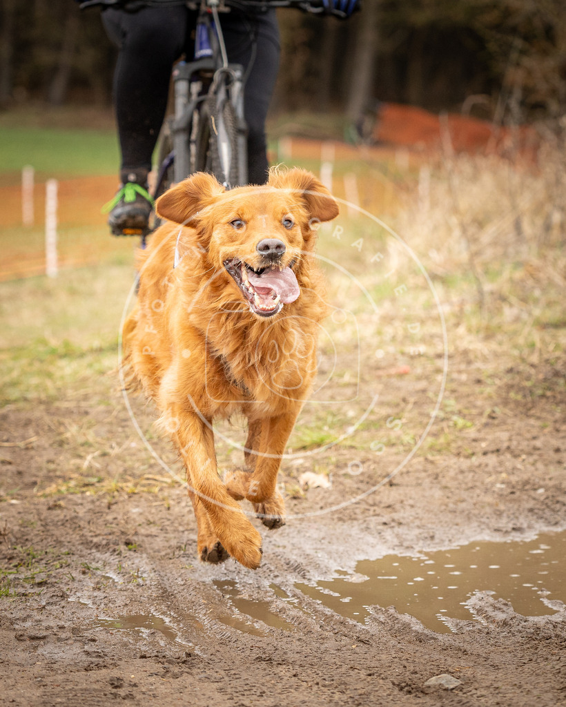 DV3A1115 | Hundefotografie, Tierfotograf, Pfotenfotografie, Fotoshooting Hund, Hunde Portrait, Hundesport, Hundeportraits, Heideshooting, Hunde, Sportfotograf, Hundefotograf, Turnierhundsport, THS,  - Realisiert mit Pictrs.com