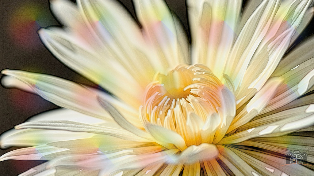 Spinnen-Chrysantheme - 4k - DigiART | Entdecken Sie eine vielfältige Auswahl individueller Fotos zum Kauf auf picturalux.de. Finden Sie hochwertige Bilder für Ihre Projekte, die Ihre Botschaft perfekt unterstreichen. Stöbern Sie jetzt und verleihen Sie Ihren Inhalten das gewisse Etwas! - Realisiert mit Pictrs.com