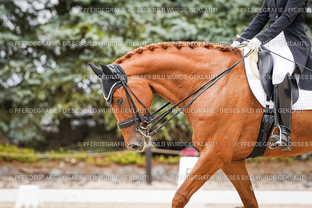 DSC05229 | Pferdegrafie