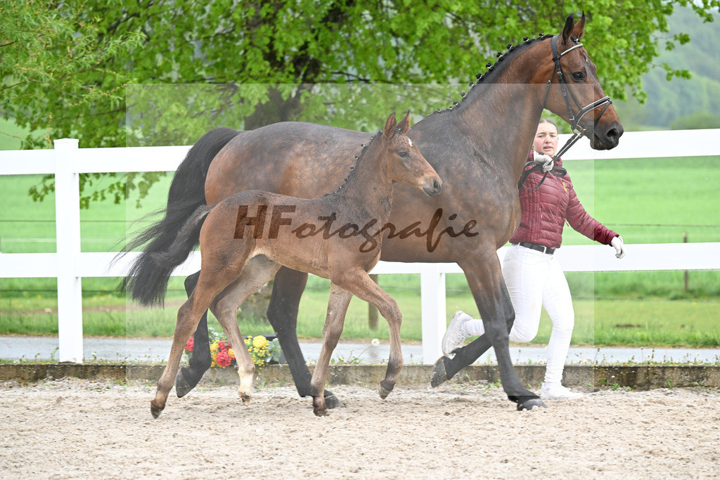 Kat-Nr. 48 SF Chaloubino PS x Cayton_Schick_23261678 | hf-fotografie - Realisiert mit Pictrs.com