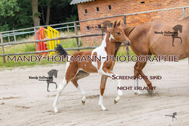 Hexenberg-9 | mandyhollmannphotographie