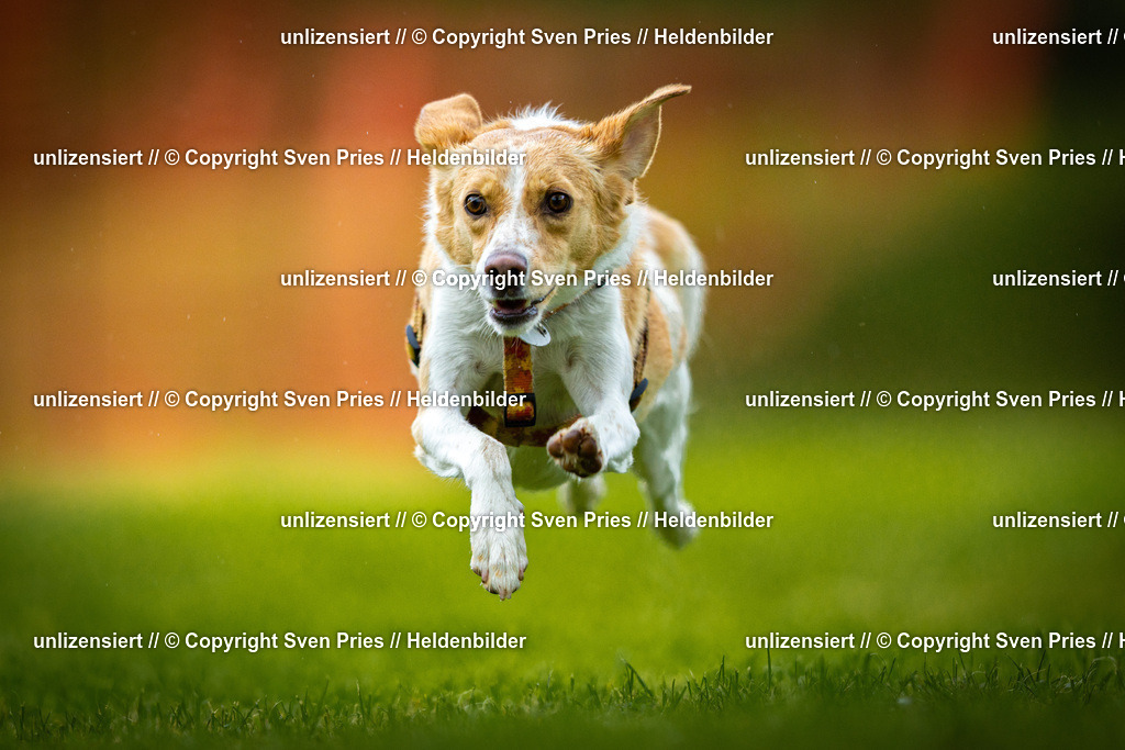 Sven Pries | 2025-09-21 - Hunderennen Baden-Oos - Realisiert mit Pictrs.com