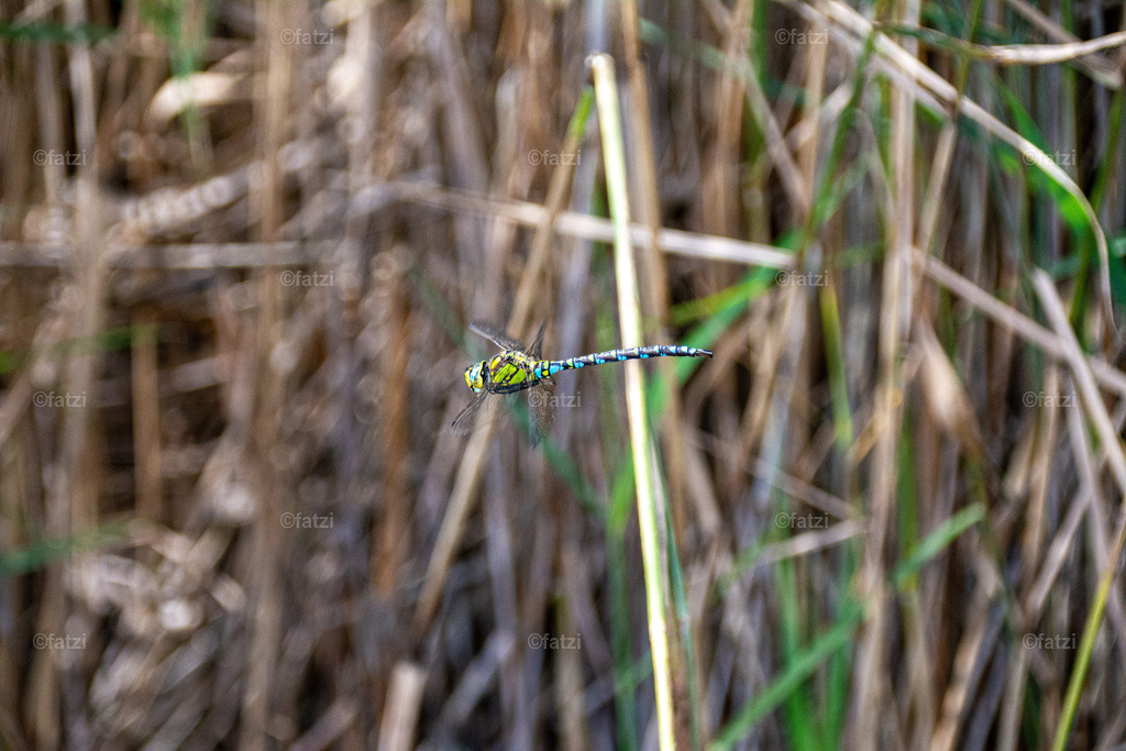 Libelle Flug_20200906-124010-k | Fatzi Bilder-Archiv! 
Die Bilder sind für private Nutzung lizenzfrei. Die kommerzielle Nutzung ist möglich und erwünscht, jedoch bitte ich um vorherige Kontaktaufnahme per E-Mail (info@fatzi.at) oder unter +43 650 7828269 - Realisiert mit Pictrs.com