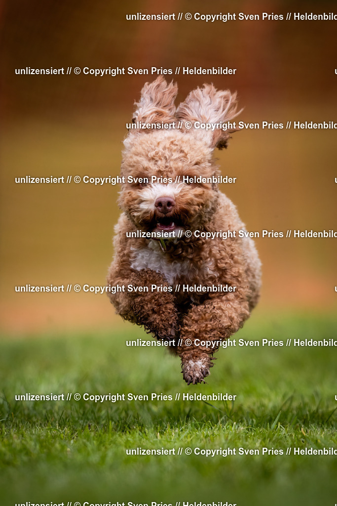 Sven Pries | 2024-04-21 - Hunderennen Baden-Oos
Foto: Sven Pries - Realisiert mit Pictrs.com