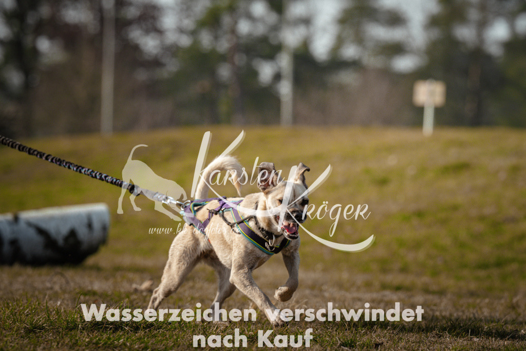 0932_ZZ99405 | kk-dogfotos
