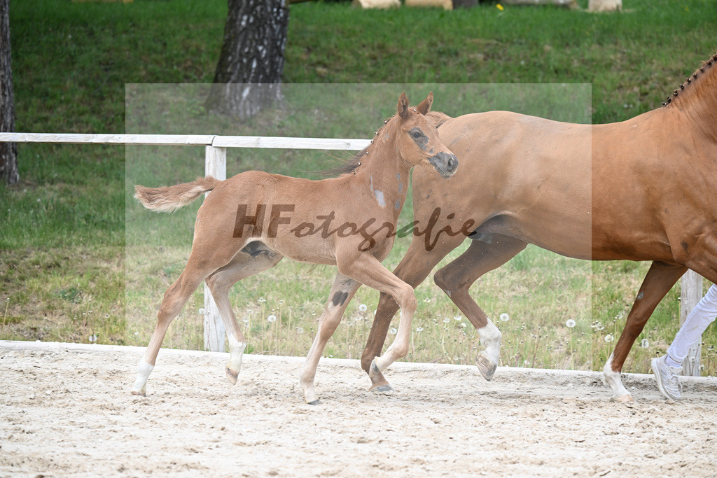 Kat-Nr. 16 HF Emerald v h Ruytershof x Manchester vant Paradijs_Schroetzlmair_24260702 | hf-fotografie - Realisiert mit Pictrs.com