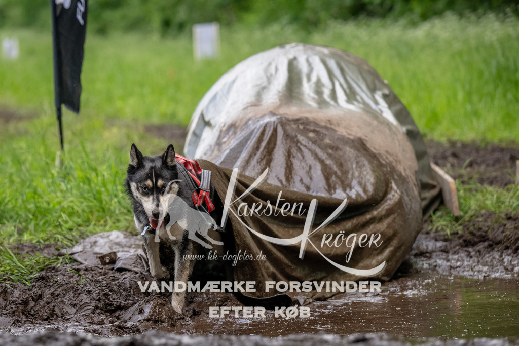 1529_ZZ93779 | kk-dogfotos