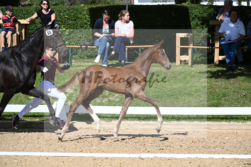 Kat-Nr. 65 HF DSP Va Bene x Don Primero_Straubinger_27230055 | hf-fotografie - Realisiert mit Pictrs.com