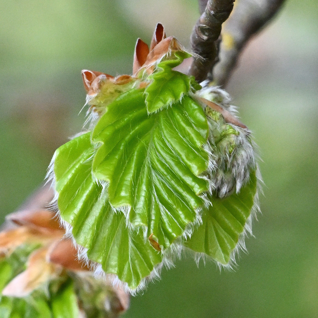 Buchenknospe03q - Kopie | lucisnaturbilder - Realisiert mit Pictrs.com