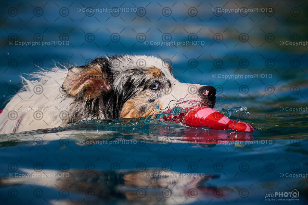 202_202509_4Hundebadetag_NZ9_2805 | proPHOTO - Realisiert mit Pictrs.com