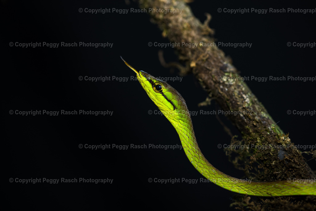 Schlange (1) | PeggyRaschPhotography - Realisiert mit Pictrs.com