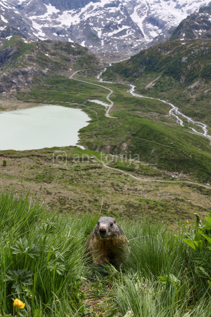 A.Trupina-49 | antonija-trupina - Realisiert mit Pictrs.com