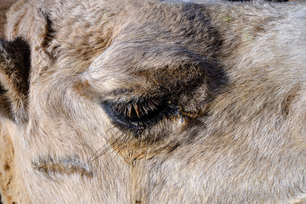 Auge eines Dromedars | Qued Ziz, Marokko - November 15, 2024: Auge eines Dromedars. - Realisiert mit Pictrs.com