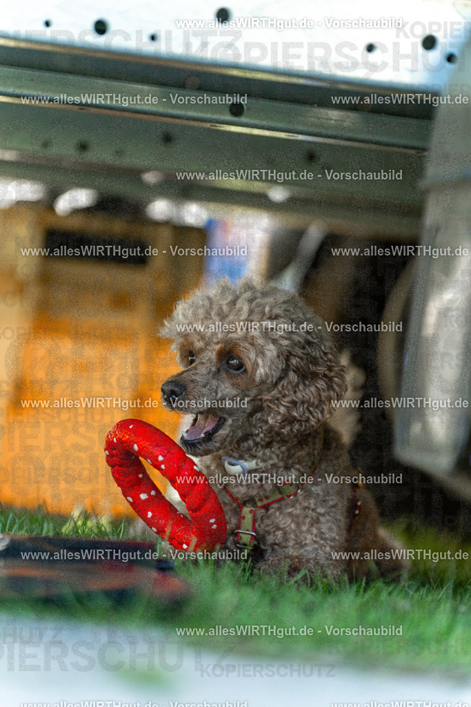 Hundeschwimmen_Volksbad_2026-allesWIRTHgut_Tierfotografie-2609061111-102107-7R509483 | Professionelle Tierfotografie in Mönchengladbach von Daniel Wirth (allesWIRTHgut). Liebevolle & natürliche Bilder von Hunden & Katzen für unvergessliche Erinnerungen.