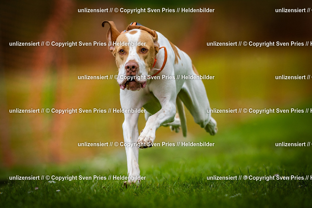 Sven Pries | 2025-04-13 - Hunderennen Baden-Baden - Realisiert mit Pictrs.com