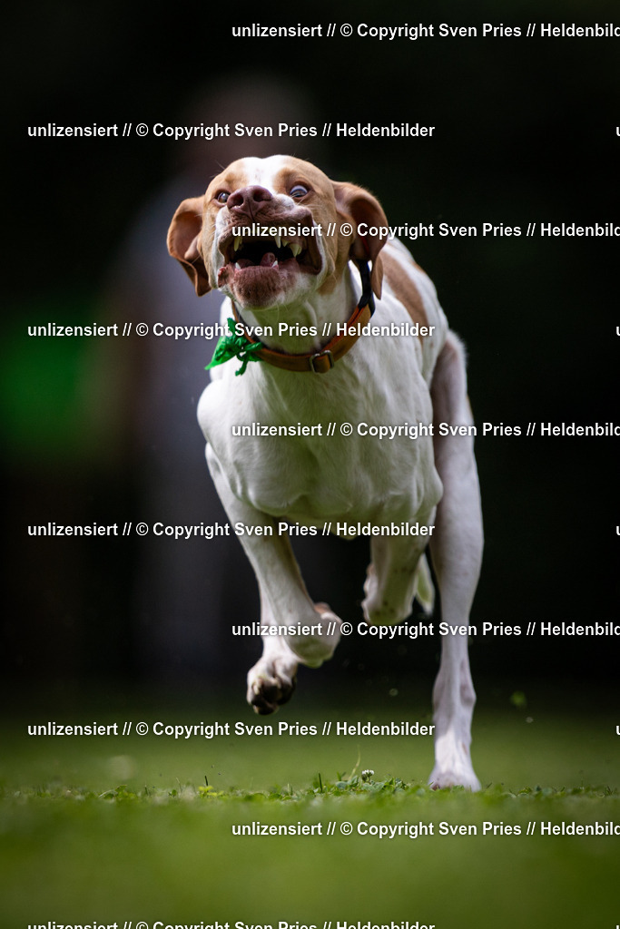 Sven Pries | 19. Allgemeines Hunderennen Karlsruhe Durlach - Realisiert mit Pictrs.com