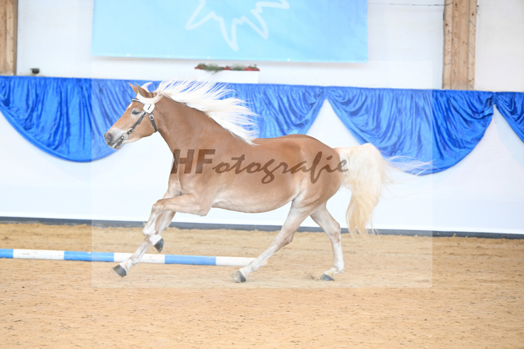 Kat-Nr. 1 Divina v. Weingold S_Steinmueller_60220986 | hf-fotografie - Realisiert mit Pictrs.com