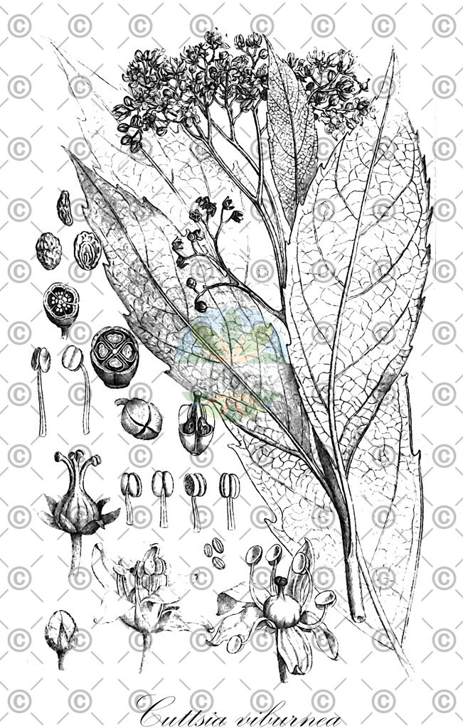 HistAbb_wfo-0000189996_1_ENZY_Simple | Historische Abbildung von Cuttsia viburnea - Rousseaceae | Historical Illustration of Cuttsia viburnea - Rousseaceae