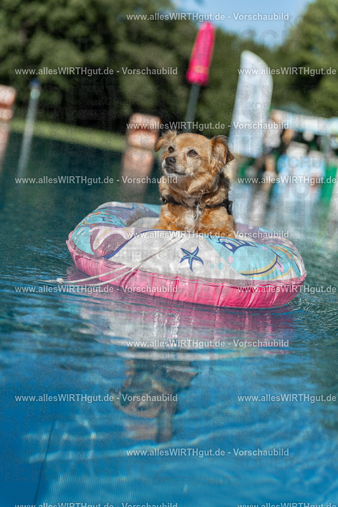 Hundeschwimmen_Volksbad_2026-allesWIRTHgut_Tierfotografie-2609061048-095859-7R509244 | Professionelle Tierfotografie in Mönchengladbach von Daniel Wirth (allesWIRTHgut). Liebevolle & natürliche Bilder von Hunden & Katzen für unvergessliche Erinnerungen.
