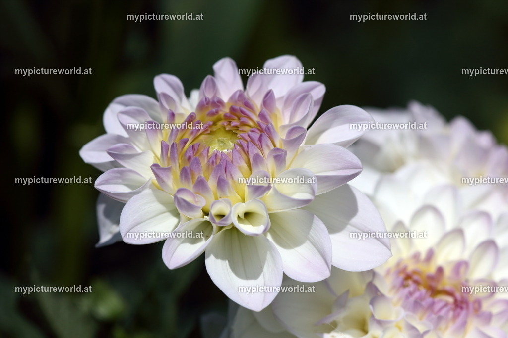 Dahlie-005 | Das Bilderarchiv über Tiere, Planzen und Landschaften. In der Bilddatenbank finden Sie ein große Auswahl an hochwertigen Bilder für Ihre Werbung - Realized with Pictrs.com