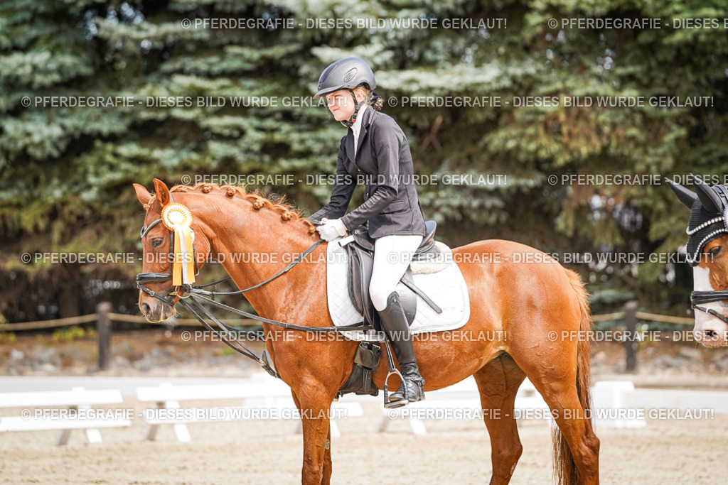 DSC02626 | Pferdegrafie