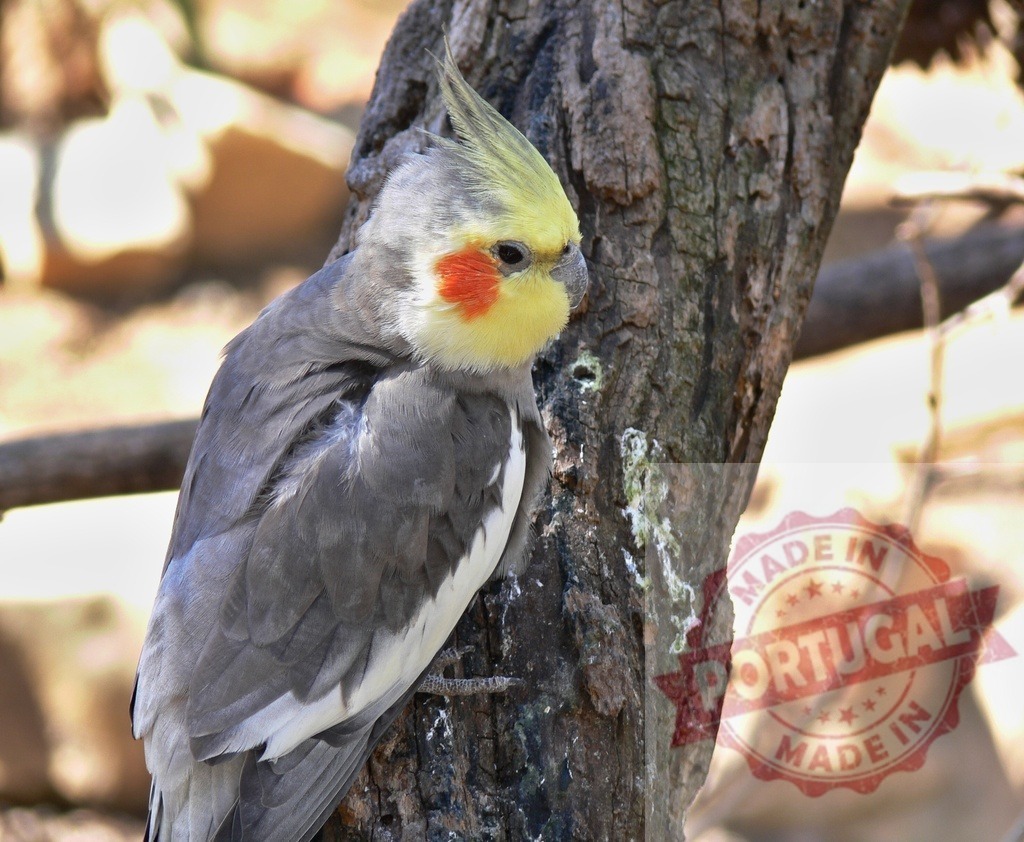 Cockatiel bird resting on tree trunk outdoors | Grey and yellow cockatiel bird perching on a textured tree trunk with delicate feathers - Realisiert mit Pictrs.com