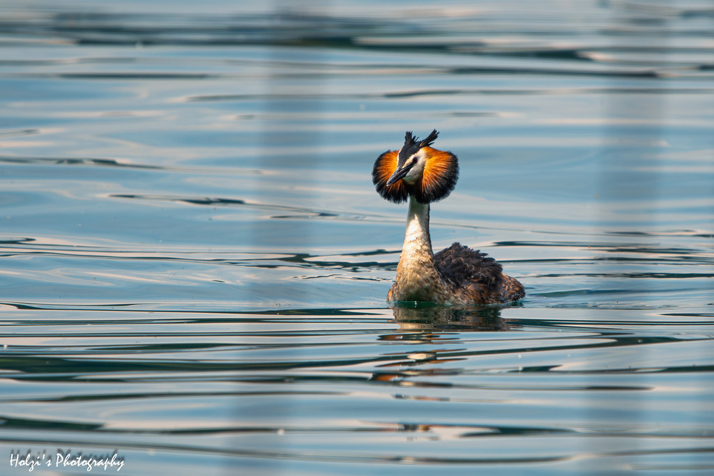 Haubentaucher | Holzisphotography, Landschaftsfotografie, Wildlifefotogorafie - Realisiert mit Pictrs.com