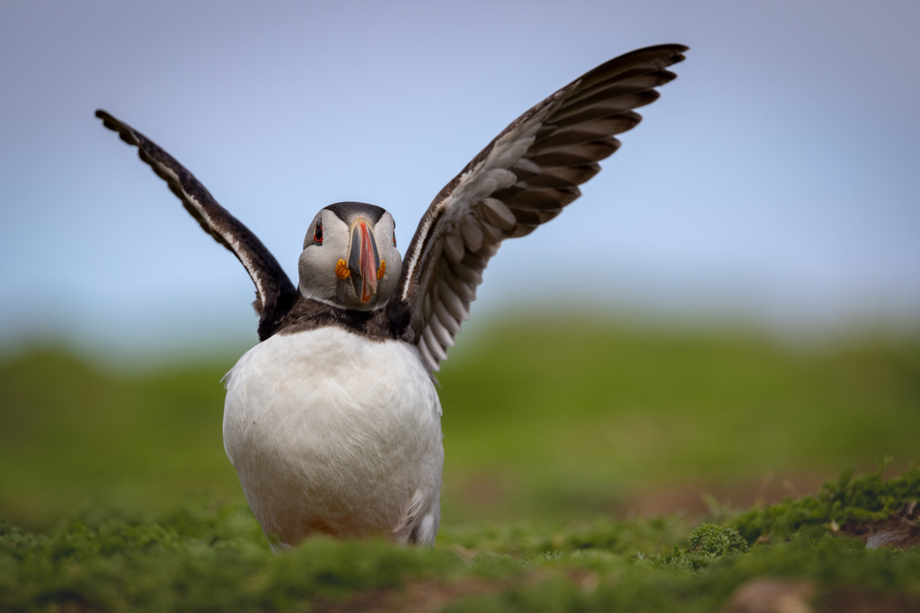 Wings Unfolded | An Atlantic Puffin (Fratercula arctica) stands with its wings partially spread during the breeding season on Skomer Island, Wales. The pose offers a glimpse of the bird's graceful form before it resumes the rhythm of colony life.