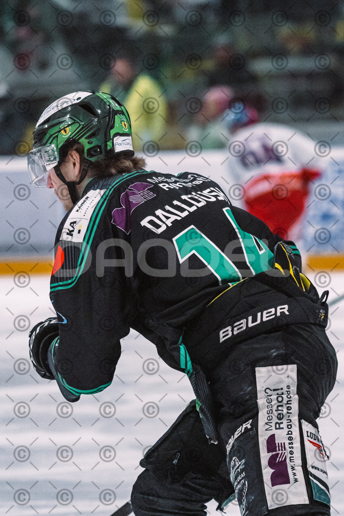 Alligators_vs_Selb_27_02_2026-9 | Höchstadt Alligators Fotogalerie: Eishockey-Action aus Franken. Professionelle Spielfotos, Portraits & Stadionbilder zum Download. Jetzt entdecken! - Realisiert mit Pictrs.com