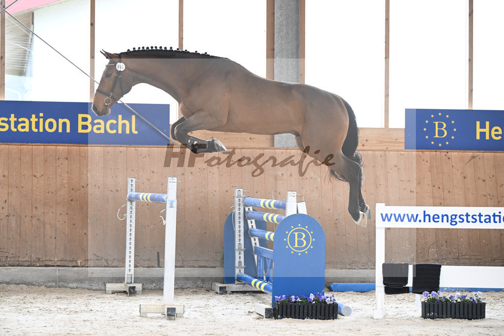 Kat-Nr. 7 A Kind of Heartbeat TP v. Aganix Du Seigneur_Pachler-Schulte_7240174 | hf-fotografie - Realisiert mit Pictrs.com