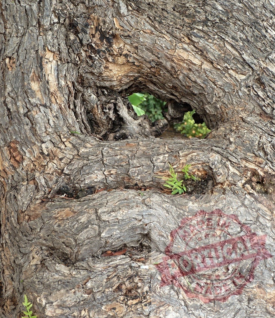 Close up of gnarled tree trunk with hole and small plants growing inside | Gnarled tree trunk with a hole and small plants growing inside, showing the resilience of nature - Realisiert mit Pictrs.com