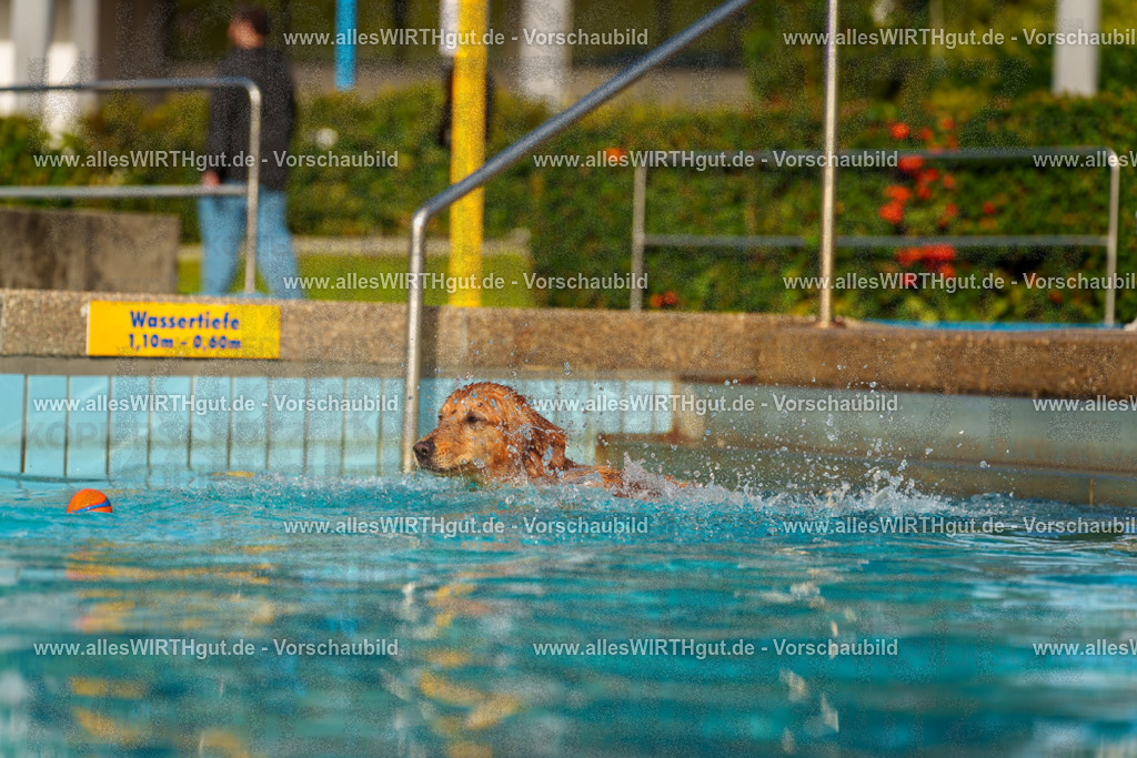 Hundeschwimmen_Grefrath_2026-allesWIRTHgut_Tierfotografie-15_06-7R509256 | Professionelle Tierfotografie in Mönchengladbach von Daniel Wirth (allesWIRTHgut). Liebevolle & natürliche Bilder von Hunden & Katzen für unvergessliche Erinnerungen.