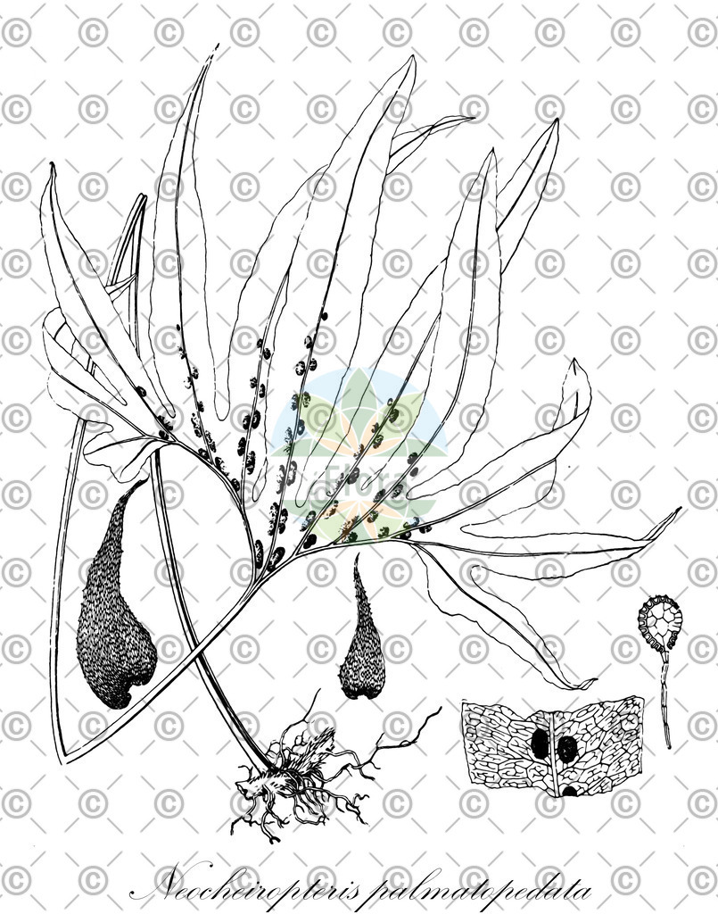 HistAbb_wfo-0000250018_1_ENZY_Simple | Historische Abbildung von Neocheiropteris palmatopedata - Polypodiaceae | Historical Illustration of Neocheiropteris palmatopedata - Polypodiaceae