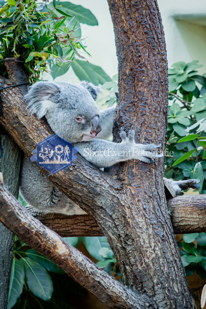 IMG_0678 | SportEventFotografie - Roman Stoiber