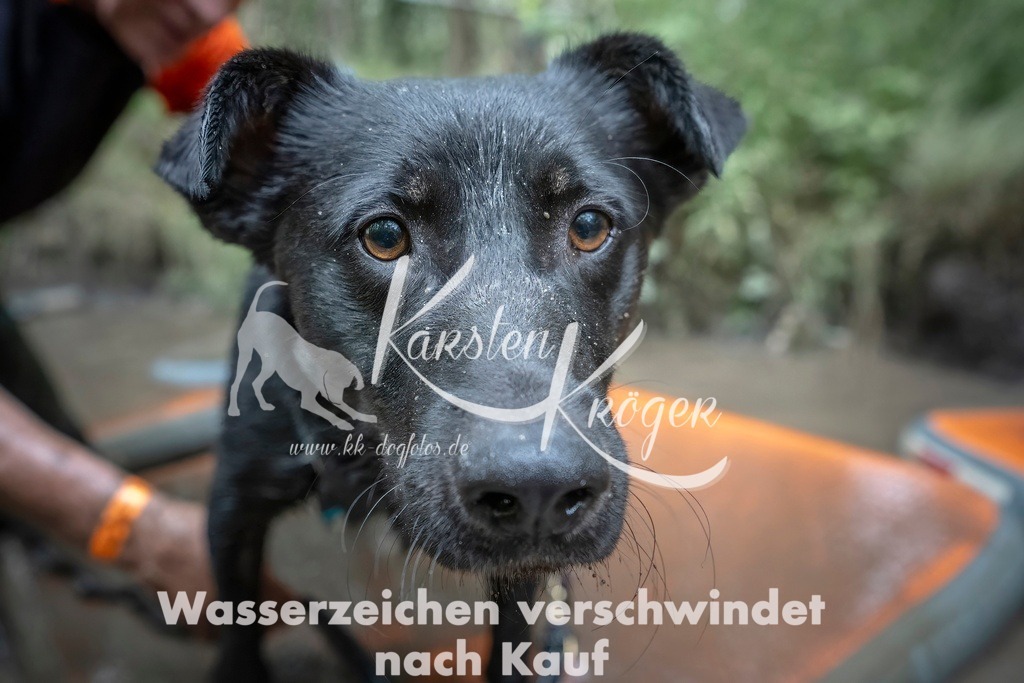 1204_ZZ96803T | kk-dogfotos