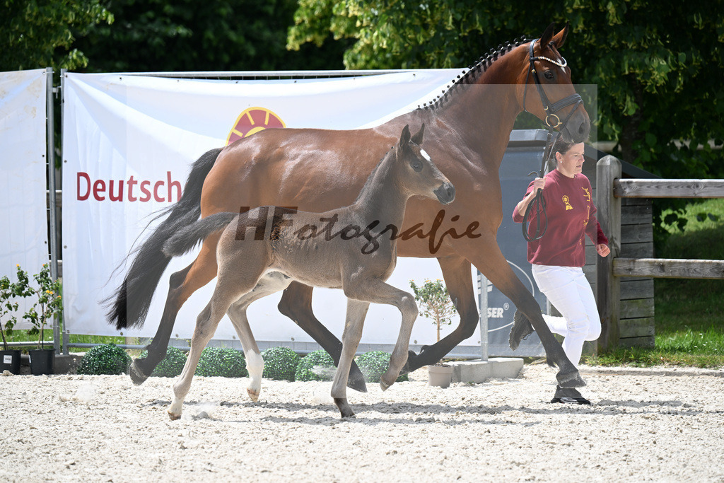 Kat-Nr. 26 St. Schufro x Fuerst Romancier_SF_Gestuet Greim_15250611 | hf-fotografie - Realisiert mit Pictrs.com