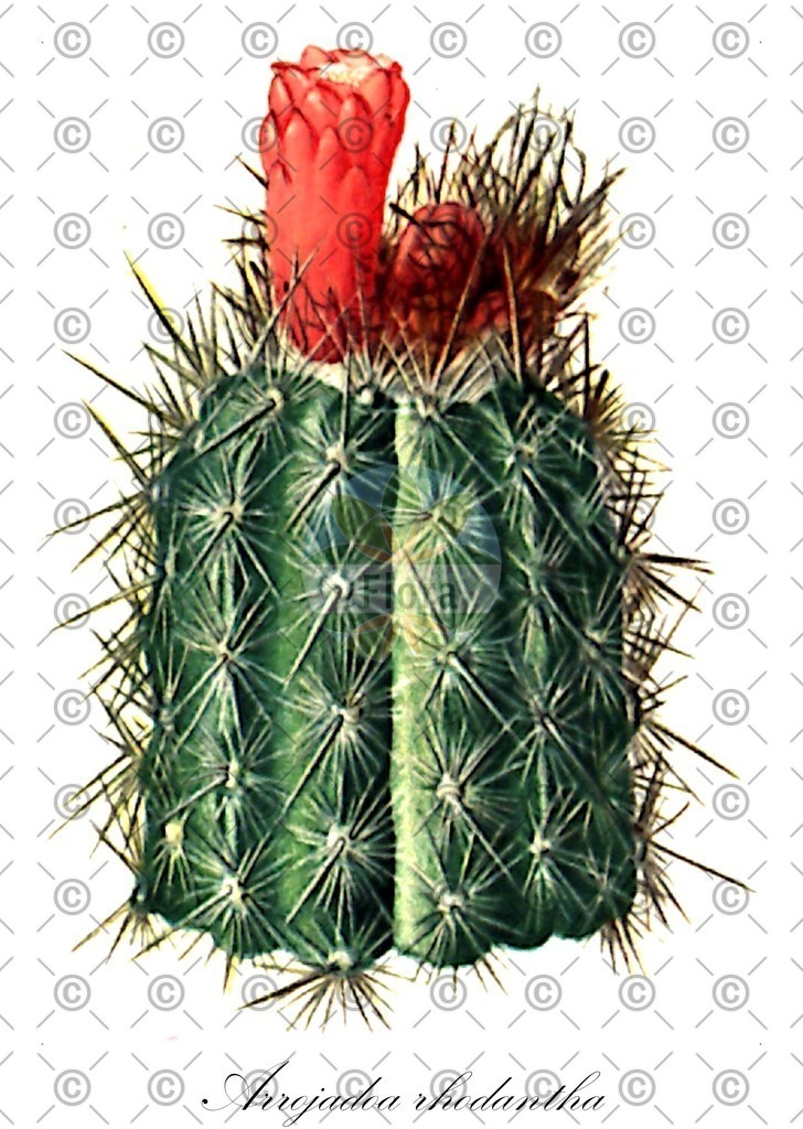 HistAbb_wfo-0001420931_1_ENZY_Simple | Historische Abbildung von Arrojadoa rhodantha - Cactaceae | Historical Illustration of Arrojadoa rhodantha - Cactaceae