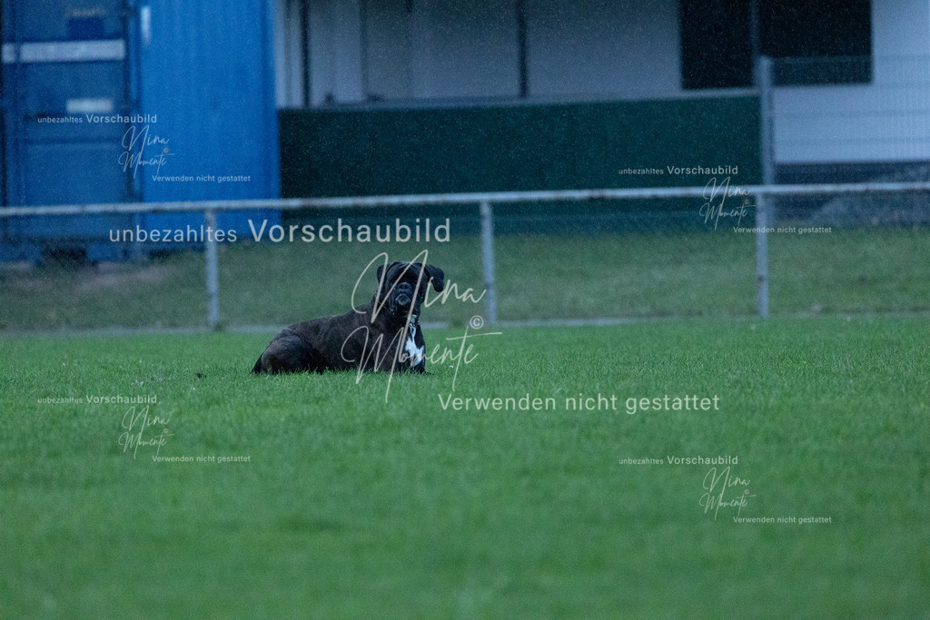 _16A4322 | Einzigartige Fotos von Hunden & Menschen –Actionfotos, Portraits, Vereinsaufnahmen & Paarshootings – authentisch, lebendig & mit Herz.