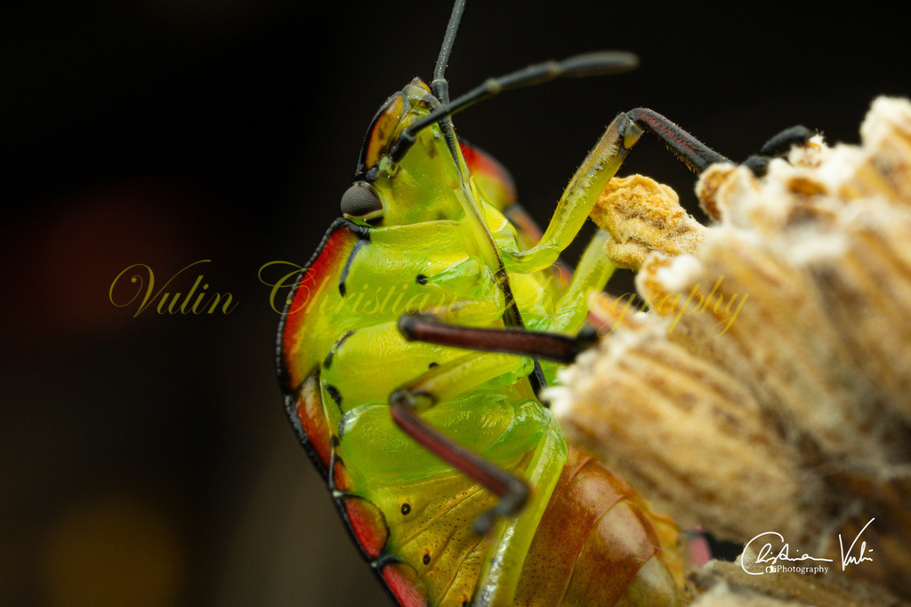 K 5 | Christian Vulin  - Realisiert mit Pictrs.com