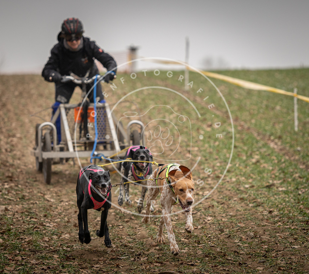 Pfotenfotografie_DV3A4513 | Hundefotografie, Tierfotograf, Pfotenfotografie, Fotoshooting Hund, Hunde Portrait, Hundesport, Hundeportraits, Heideshooting, Hunde, Sportfotograf, Hundefotograf, Turnierhundsport, THS,  - Realisiert mit Pictrs.com