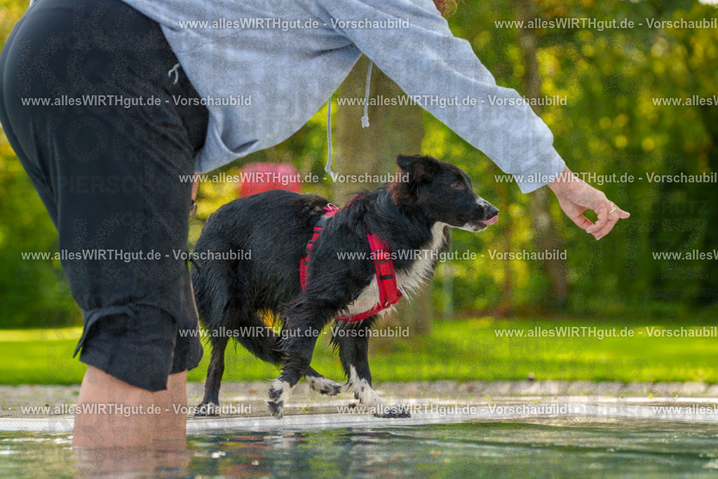 Hundeschwimmen_Grefrath_2026-allesWIRTHgut_Tierfotografie-09_51-7R502511 | Professionelle Tierfotografie in Mönchengladbach von Daniel Wirth (allesWIRTHgut). Liebevolle & natürliche Bilder von Hunden & Katzen für unvergessliche Erinnerungen.