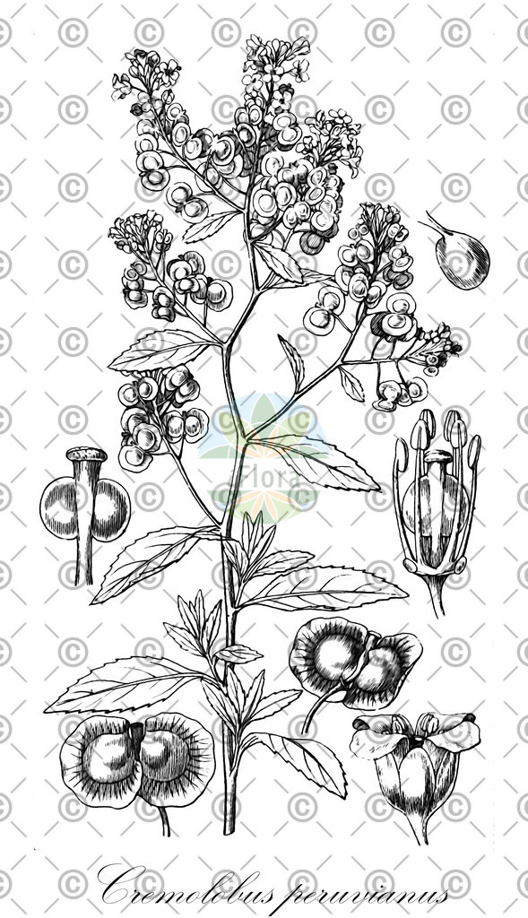 HistAbb_wfo-0000096070_1_ENZY_Simple | Historische Abbildung von Cremolobus peruvianus - Brassicaceae | Historical Illustration of Cremolobus peruvianus - Brassicaceae