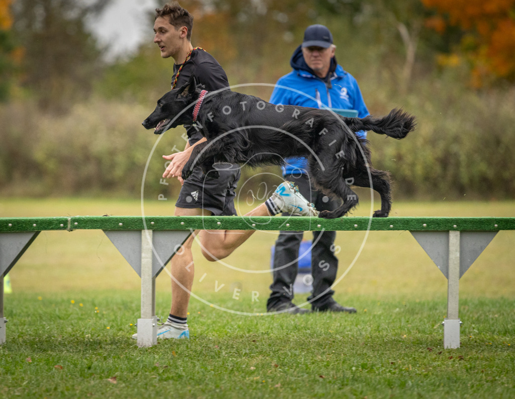 Pfotenfotografie_DV3A0054 | Hundefotografie, Tierfotograf, Pfotenfotografie, Fotoshooting Hund, Hunde Portrait, Hundesport, Hundeportraits, Heideshooting, Hunde, Sportfotograf, Hundefotograf, Turnierhundsport, THS,  - Realisiert mit Pictrs.com