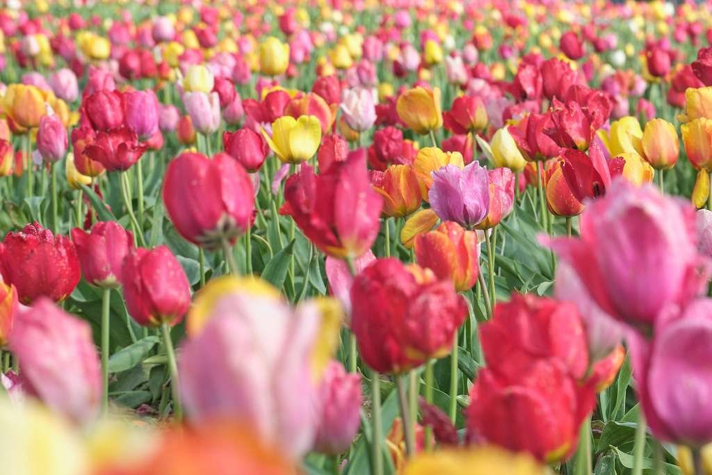 Flora Fauna | Tulpenfeld - Realisiert mit Pictrs.com