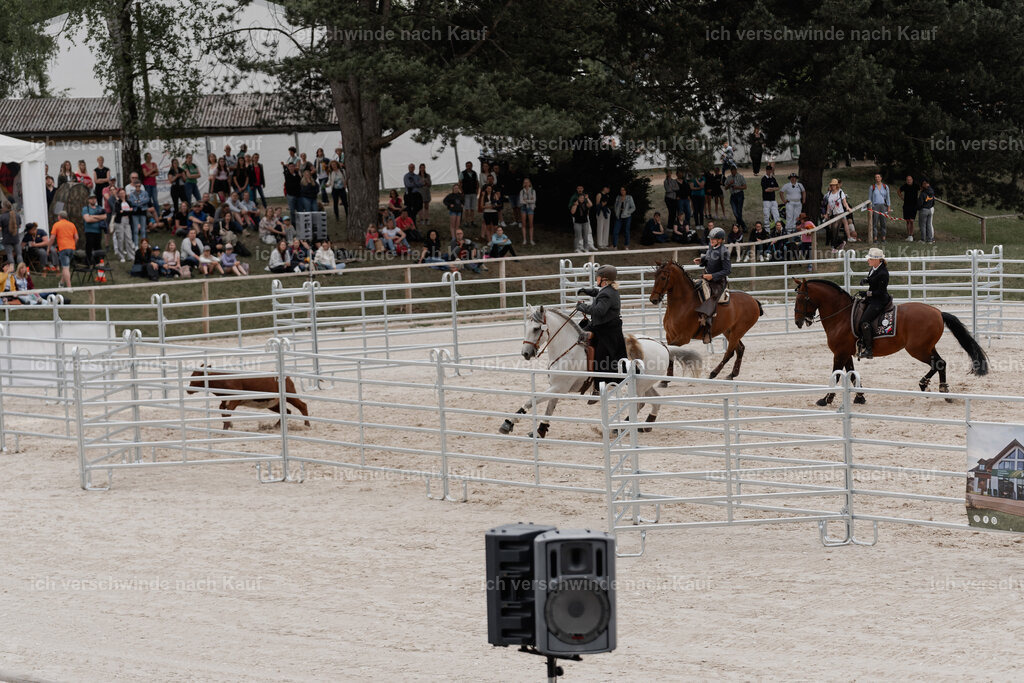 WE__Stoib_Rinder_PI2025_3096 | Pferd International München 2025