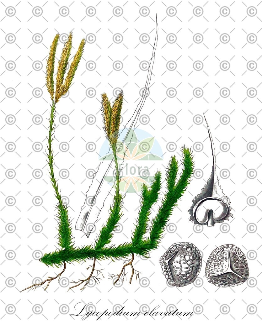 HistAbb_wfo-0000684146_1_ENZY_Simple | Historische Abbildung von Lycopodium clavatum - Lycopodiaceae (Keulen-Bärlapp;Gewöhnlicher Keulen-Bärlapp;Drudenfuß;Schlangenmoos;Wolfsraute) | Historical Illustration of Lycopodium clavatum - Lycopodiaceae (stag's-horn clubmoss;common club-moss;one-cone club-moss;lycopode à massue;lycopode patte-de-lapin;common clubmoss;ground pine;one-cone clubmoss)